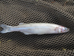 Odontesthes mirinensis