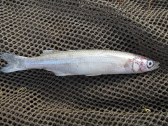 Odontesthes mirinensis