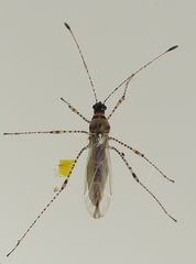 Gampsocoris culicinus