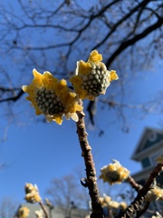 Edgeworthia