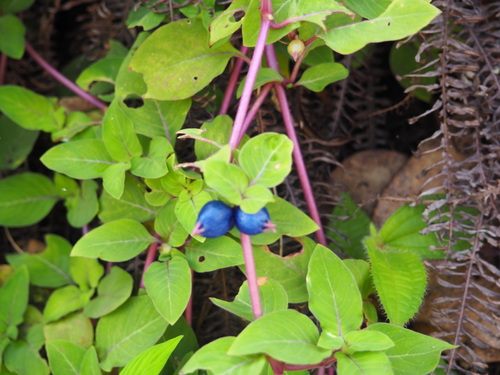Image of Coccocypselum herbaceum by no rights reserved