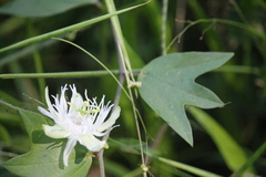 Passiflora tricuspis
