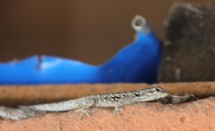 Lygodactylus angularis