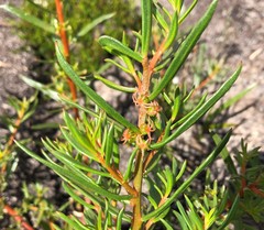 Gyrostemon australasicus