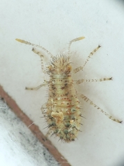 Brachycarenus tigrinus