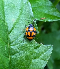 Stiretrus decastigmus