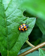 Stiretrus decastigmus
