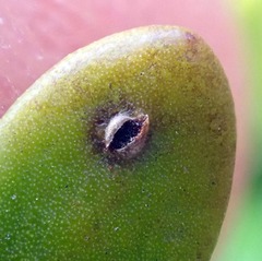 Uromyces scaevolae