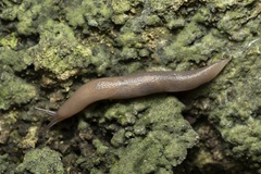 Limacoidea