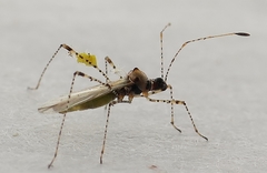 Gampsocoris culicinus