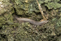 Limacoidea