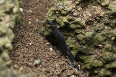 Milacidae