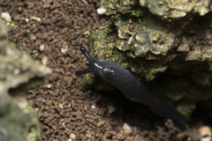 Milacidae