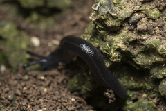 Milacidae