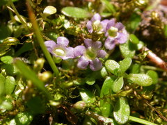 Glossostigma elatinoides