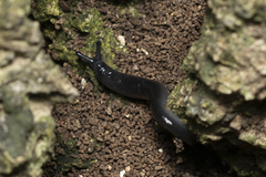 Milacidae
