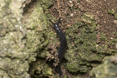 Milacidae