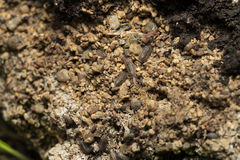 Armadillidium granulatum