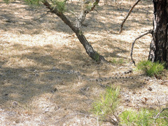 Pituophis melanoleucus melanoleucus