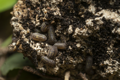 Armadillidium granulatum