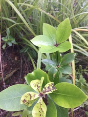 Pittosporum cornifolium