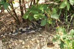 Pituophis melanoleucus melanoleucus