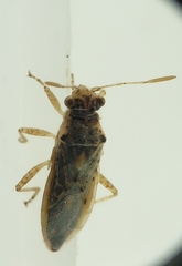 Brachycarenus tigrinus