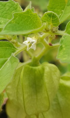Physalis patula
