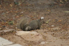 Sciurotamias davidianus