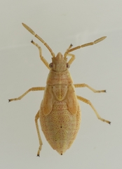 Maccevethus