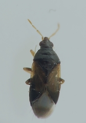 Orius laevigatus