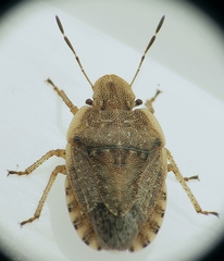 Sciocoris macrocephalus