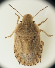 Sciocoris macrocephalus