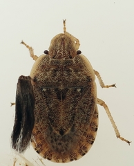 Sciocoris macrocephalus
