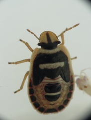 Sciocoris macrocephalus