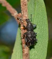 Megalometis spinifer