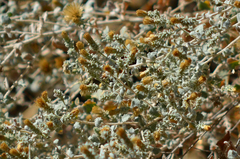Brickellia nevinii