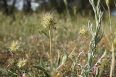 Lomelosia palaestina