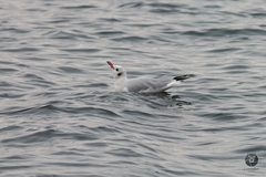 Chroicocephalus ridibundus