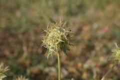Lomelosia palaestina