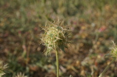 Lomelosia palaestina