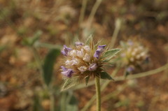 Lomelosia palaestina