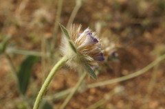 Lomelosia palaestina
