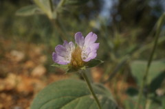 Lomelosia palaestina