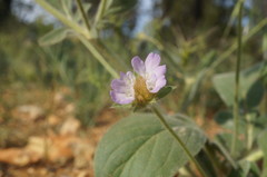 Lomelosia palaestina