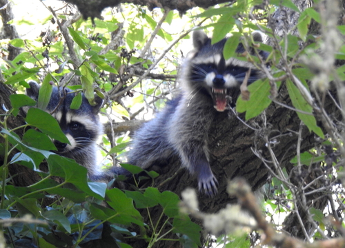 Common Raccoon photographed in California
