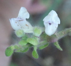Scutellaria albida
