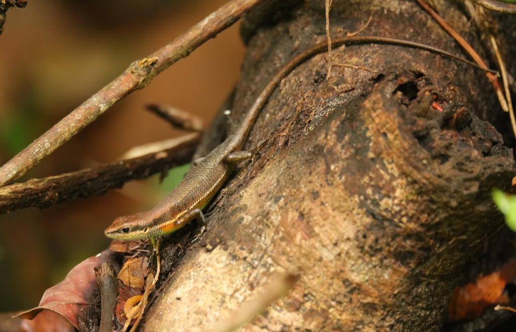 Guinea Mabuya
