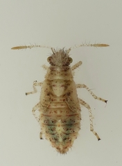 Brachycarenus tigrinus
