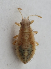 Brachycarenus tigrinus